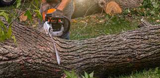 Best Root Management and Removal  in Warren Af, WY